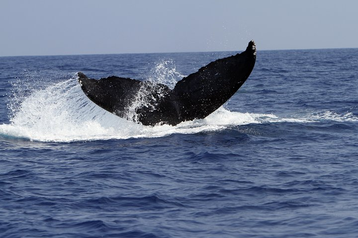 Zodiac Raft Whale Watching Adventure - Photo 1 of 7